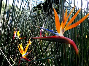 Spring in the Company's Garden