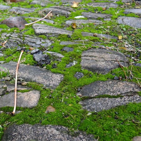 Moss adds a sense of calm, age, and stillness to a garden