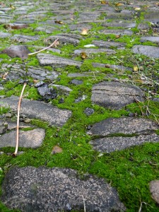 Moss adds a sense of calm, age, and stillness to a garden