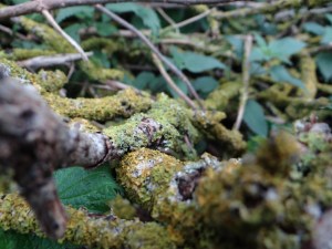 moss found on branches in the garden