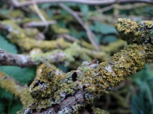 moss found on branches in the garden