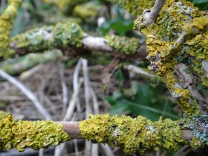 moss found on branches in the garden