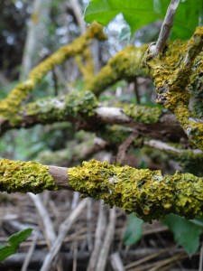 moss found on branches in the garden
