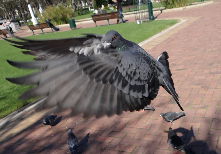 Feeding the Pigeons of Cape Town