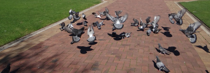 Feeding the Pigeons of Cape Town