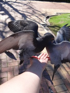 Feeding the Pigeons of Cape Town