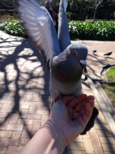 Feeding the Pigeons of Cape Town
