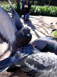 Feeding the Pigeons of Cape Town