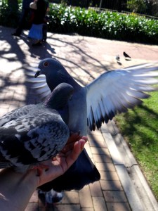 Feeding the Pigeons of Cape Town