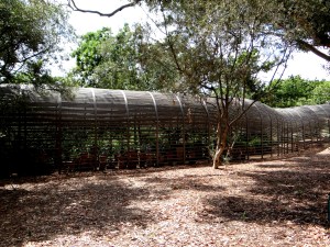Babylponstoren puff adder walkway