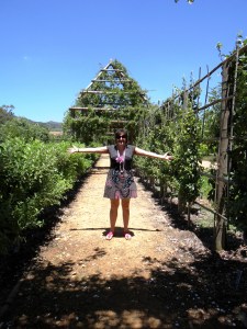 Pergolas of climbing roses