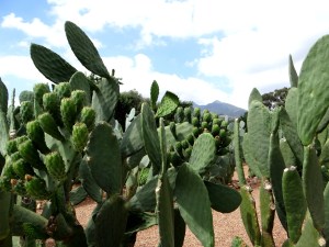 prickly pear