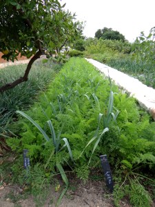 Exploring the vegetable area of Babylonstoren