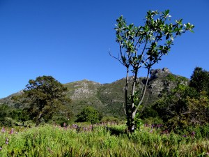 Kirstenbosch National Botanical Garden