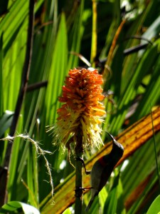 Kirstenbosch National Botanical Garden