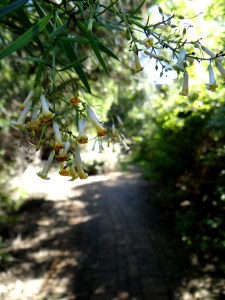 Kirstenbosch National Botanical Garden