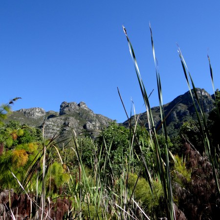 The rainfall on this side is much higher than on the other faces, hence the dense vegetation