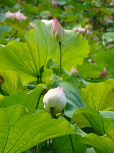 Lotus Park in the south of Xian