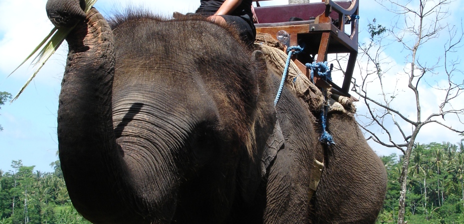 Riding an elephant in Bali