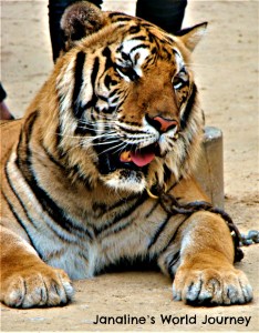 Think before visiting Tiger Temple in Thailand!
