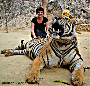 Think before visiting Tiger Temple in Thailand!