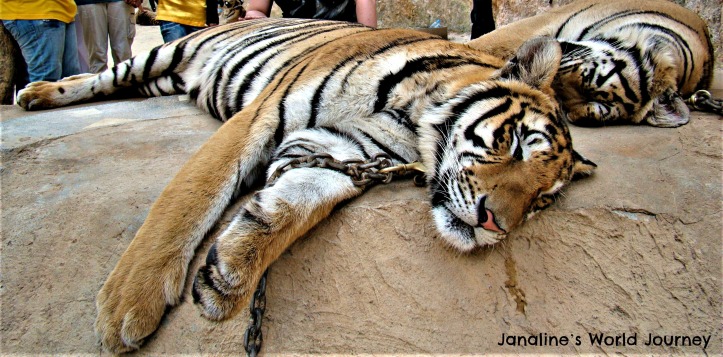 Think before visiting Tiger Temple in Thailand!