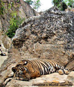 Think before visiting Tiger Temple in Thailand!