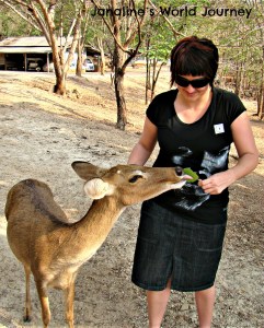 Think before visiting Tiger Temple in Thailand!
