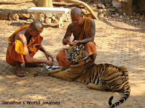 Think before visiting Tiger Temple in Thailand!