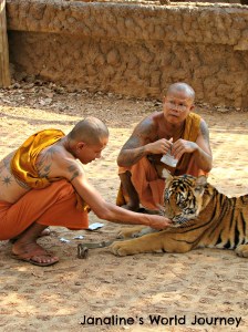 Think before visiting Tiger Temple in Thailand!