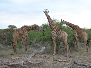 Giraffes at Shindzela Safari Lodge