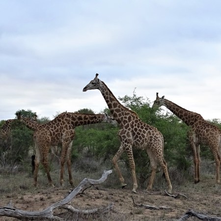 Giraffes at Shindzela Safari Lodge