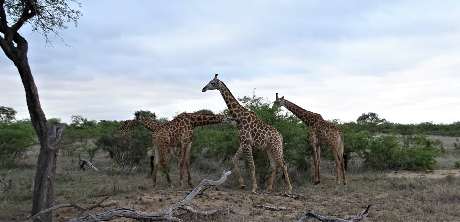 Giraffes at Shindzela Safari Lodge