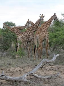 Giraffes at Shindzela Safari Lodge