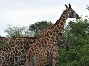 Giraffes at Shindzela Safari Lodge