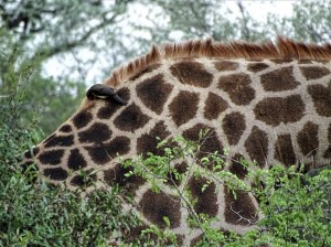 Giraffes at Shindzela Safari Lodge