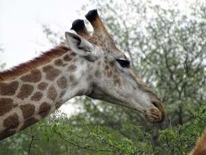Giraffes at Shindzela Safari Lodge