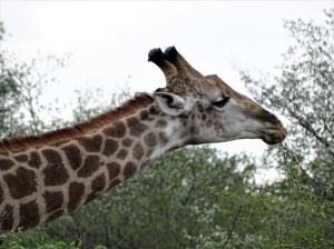 Giraffes at Shindzela Safari Lodge