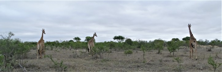 Giraffes at Shindzela Safari Lodge