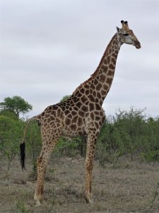 Giraffes at Shindzela Safari Lodge