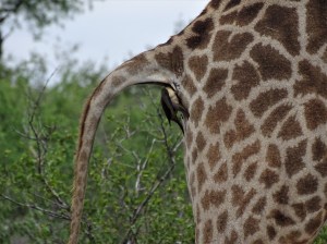 Giraffes at Shindzela Safari Lodge