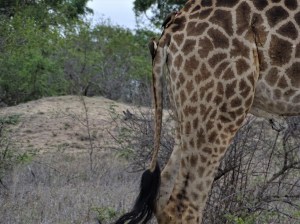 Giraffes at Shindzela Safari Lodge