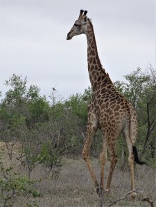 Giraffes at Shindzela Safari Lodge