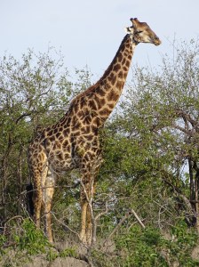 Giraffes at Shindzela Safari Lodge