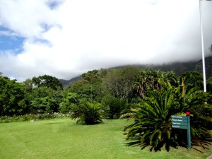 Kirstenbosch, the most beautiful garden in Africa