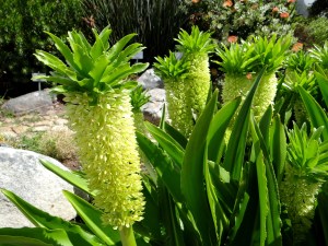 Kirstenbosch, the most beautiful garden in Africa