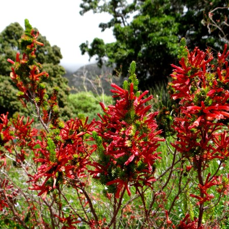 Kirstenbosch, the most beautiful garden in Africa