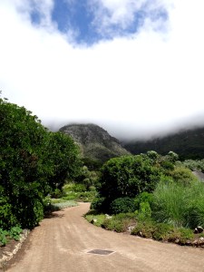 Kirstenbosch, the most beautiful garden in Africa