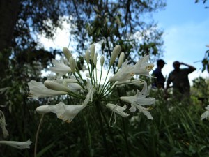 Kirstenbosch, the most beautiful garden in Africa