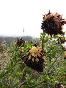 Kirstenbosch, the most beautiful garden in Africa